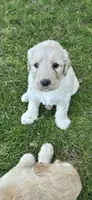 Bella, a female Goldendoodle for sale in Cottonwood, CA – Photo 5 of 8