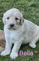 Bella, a female Goldendoodle for sale in Cottonwood, CA – Photo 6 of 8