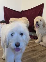 Bella, a female Goldendoodle for sale in Cottonwood, CA – Photo 3 of 8