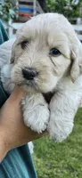Bella, a female Goldendoodle for sale in Cottonwood, CA – Photo 4 of 8