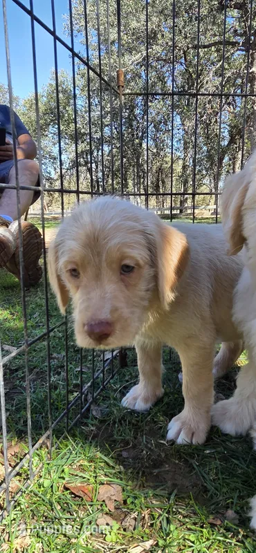 Bruce – Double Doodle puppy for sale in Cottonwood, CA