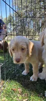 Bruce, a male Double Doodle for sale in Cottonwood, CA – 1 of 2