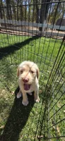 Bruce, a male Double Doodle for sale in Cottonwood, CA – 2 of 2