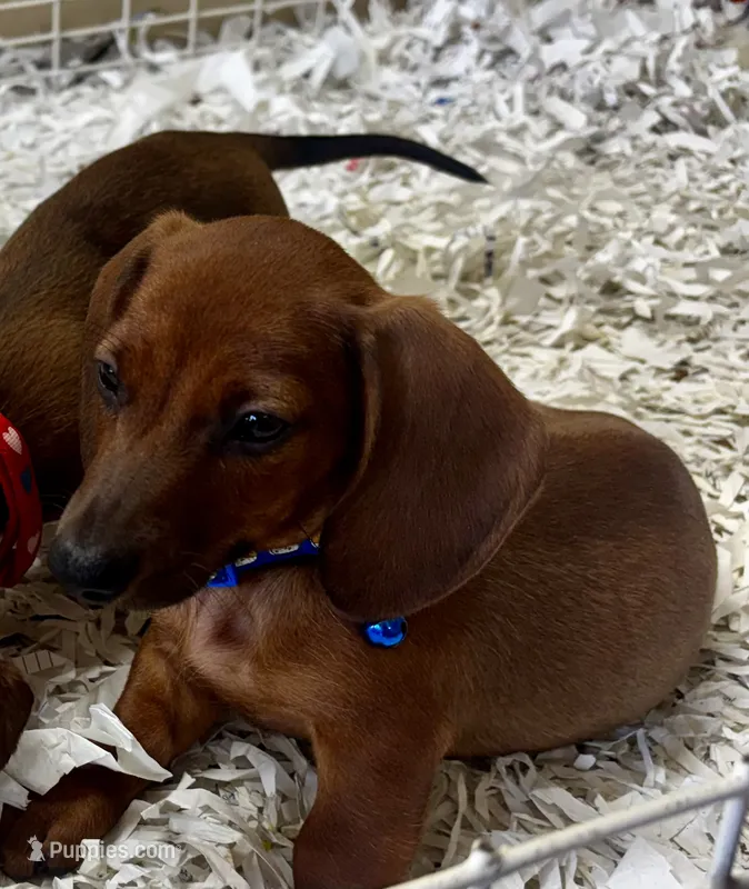 Copper – Miniature Dachshund puppy for sale in London, AR