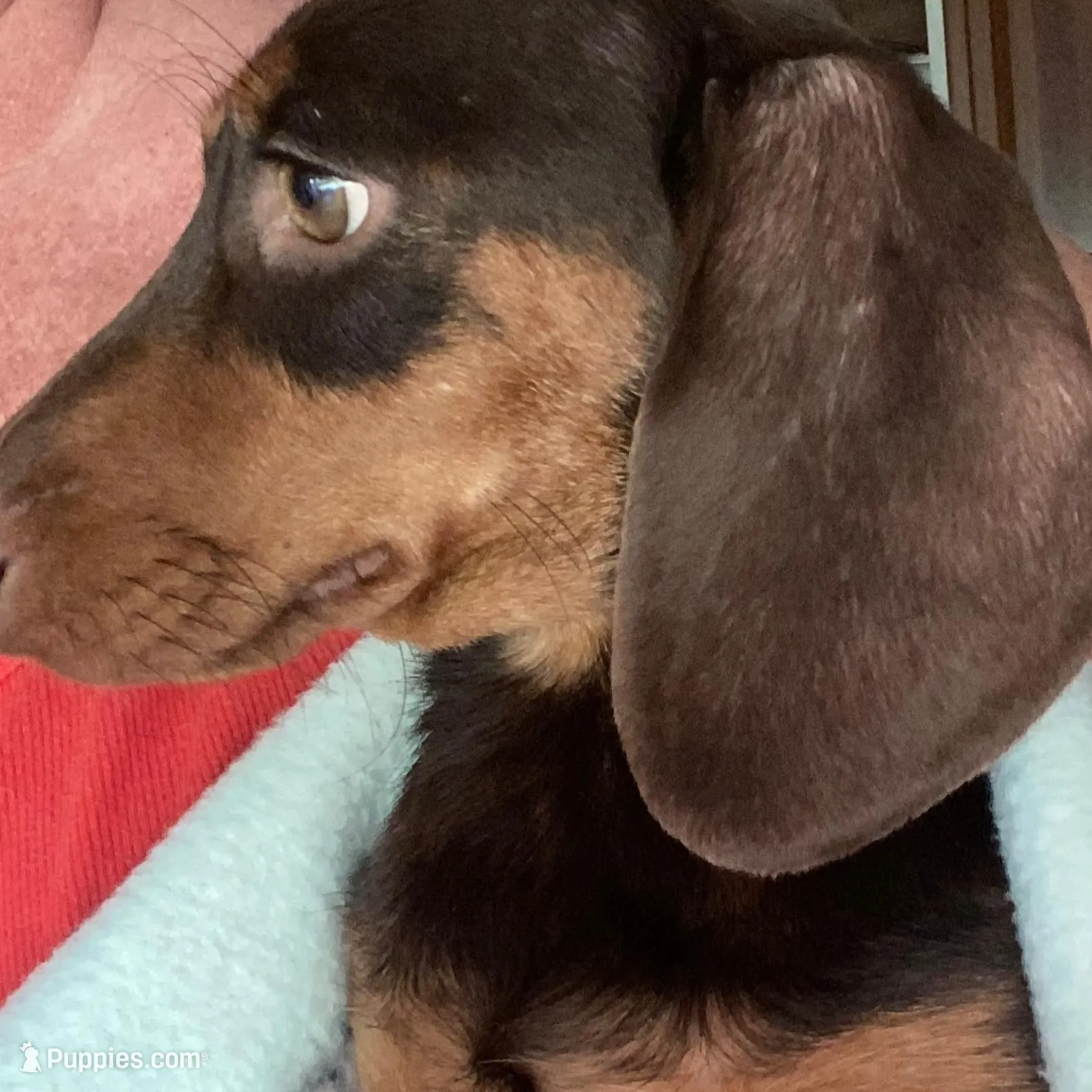 Clifford, a male Miniature Dachshund for sale in London, AR – Photo 4 of 6