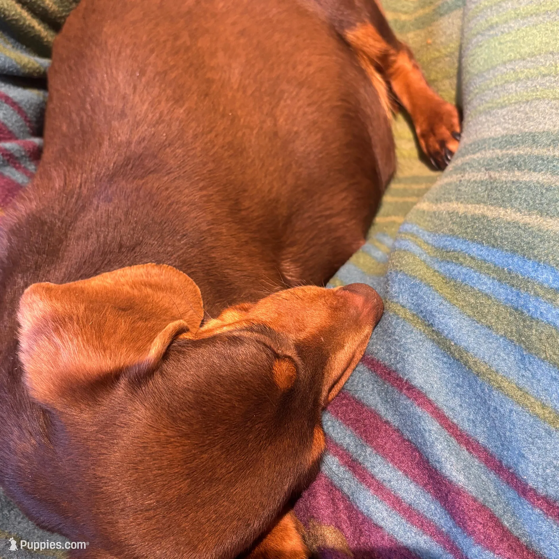 Clifford, a male Miniature Dachshund for sale in London, AR – Photo 5 of 6