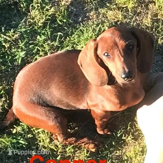 Clifford, a male Miniature Dachshund for sale in London, AR – Photo 3 of 6