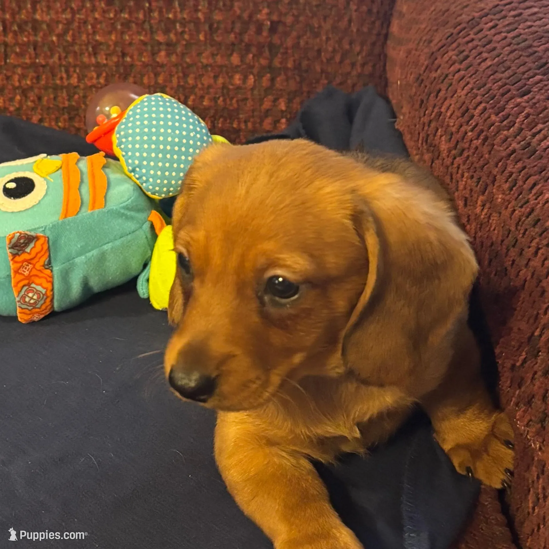 Clifford, a male Miniature Dachshund for sale in London, AR – Photo 6 of 6