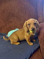 Clifford, a male Miniature Dachshund for sale in London, AR – Photo 2 of 6