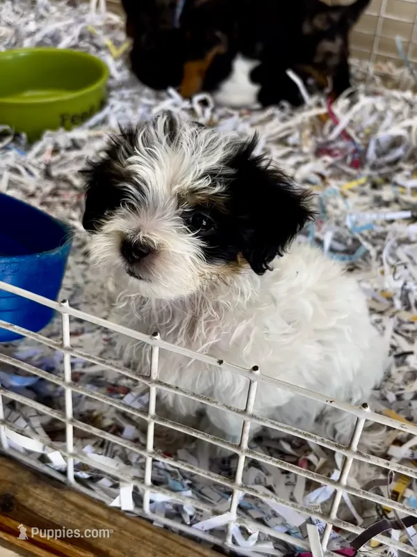 Marina – Maltipoo puppy for sale in London, AR