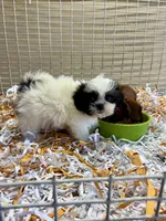 Button, a female Shih Tzu for sale in London, AR – Photo 4 of 6