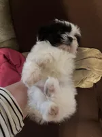 Button, a female Shih Tzu for sale in London, AR – Photo 6 of 6