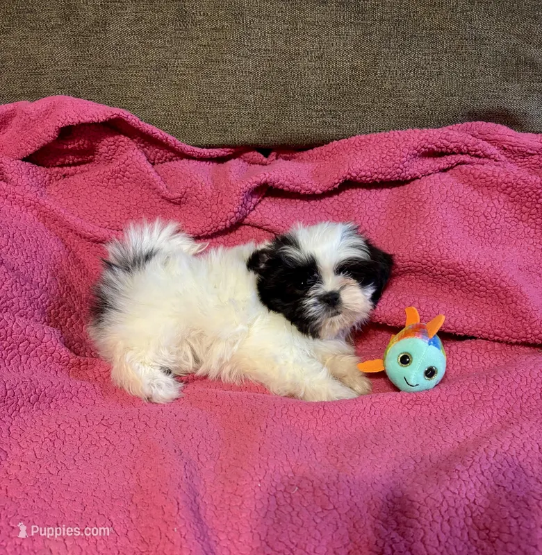 Button, a female Shih Tzu for sale in London, AR – Photo 1 of 6