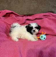 Button, a female Shih Tzu for sale in London, AR – Photo 1 of 6