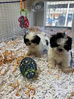Button, a female Shih Tzu for sale in London, AR – Photo 5 of 6