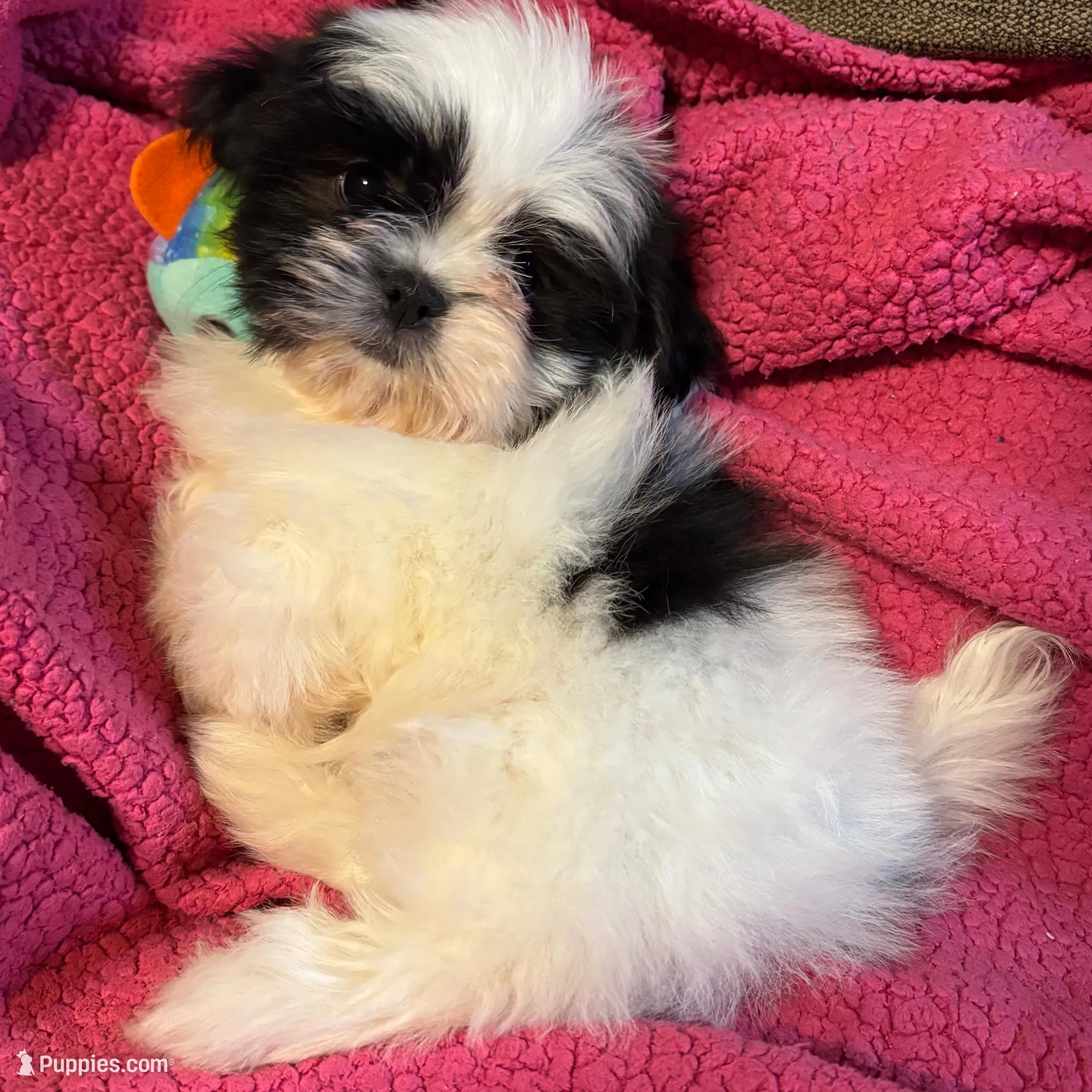 Button, a female Shih Tzu for sale in London, AR – Photo 2 of 6