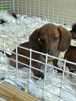 Copper, a male Miniature Dachshund for sale in London, AR – 2 of 3