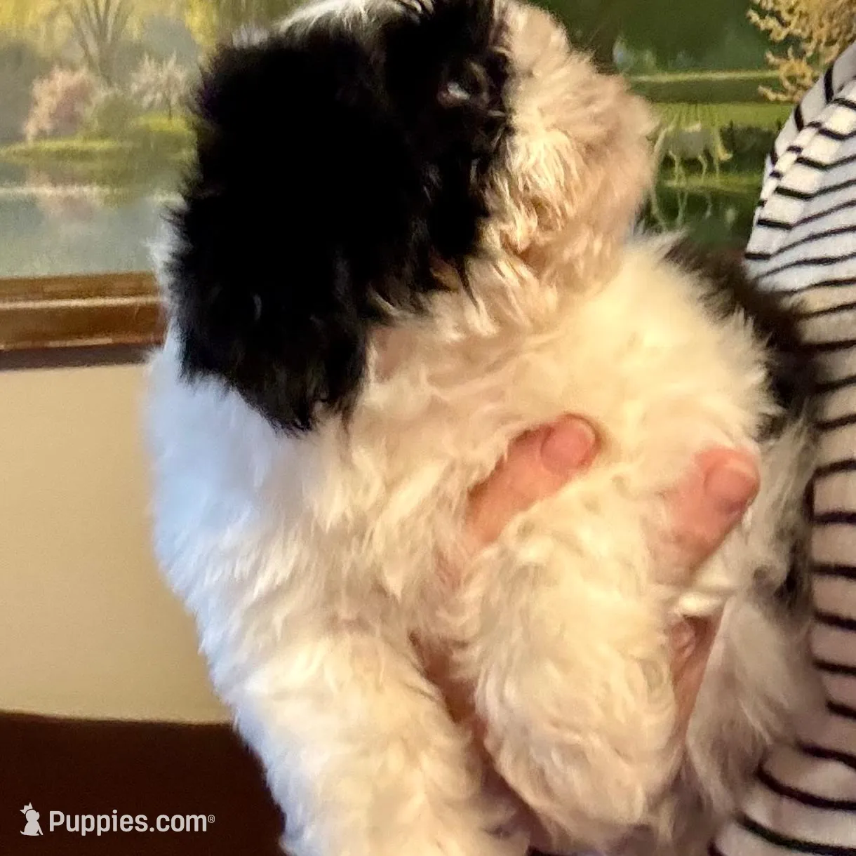 Bow, a male Shih Tzu for sale in London, AR – Photo 1 of 4