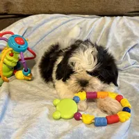 Bow, a male Shih Tzu for sale in London, AR – Photo 2 of 3