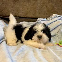 Bow, a male Shih Tzu for sale in London, AR – Photo 1 of 3