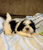 Bow, a male Shih Tzu for sale in London, AR – Photo 2 of 4
