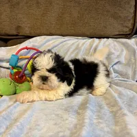 Bow, a male Shih Tzu for sale in London, AR – Photo 3 of 3