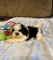 Bow, a male Shih Tzu for sale in London, AR – Photo 4 of 4