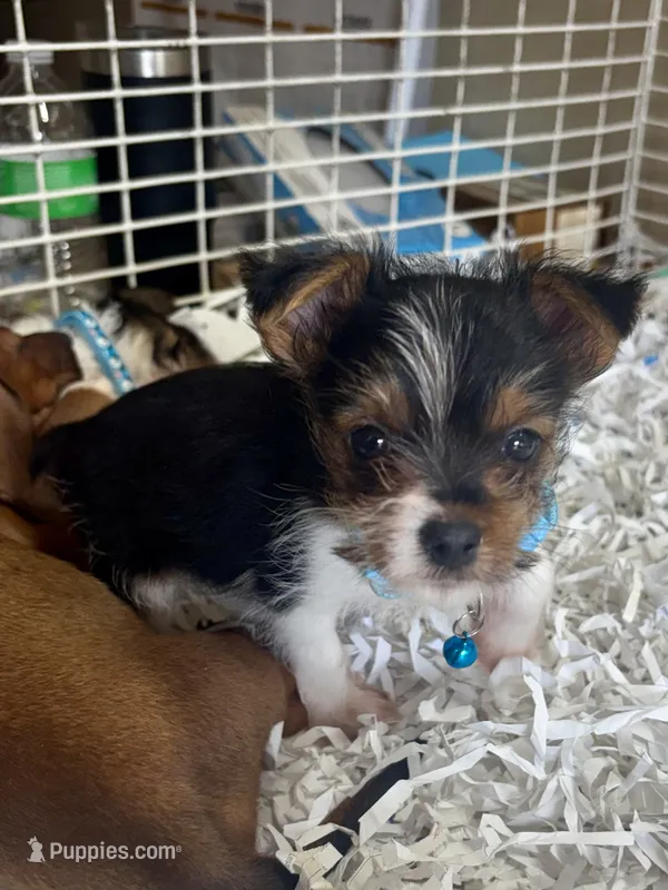 Shiloh – Yorkshire Terrier puppy for sale in London, AR