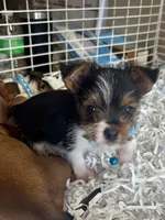 Shiloh, a male Yorkshire Terrier for sale in London, AR – 4 of 4