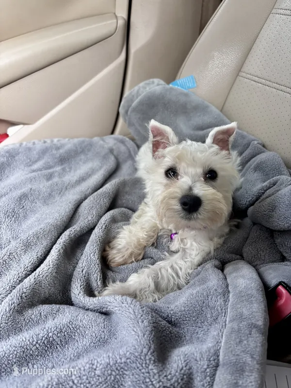 Pearl – Miniature Schnauzer puppy for sale in London, AR