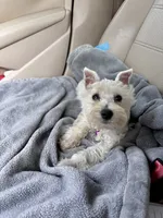 Pearl, a female Miniature Schnauzer for sale in London, AR – 2 of 5