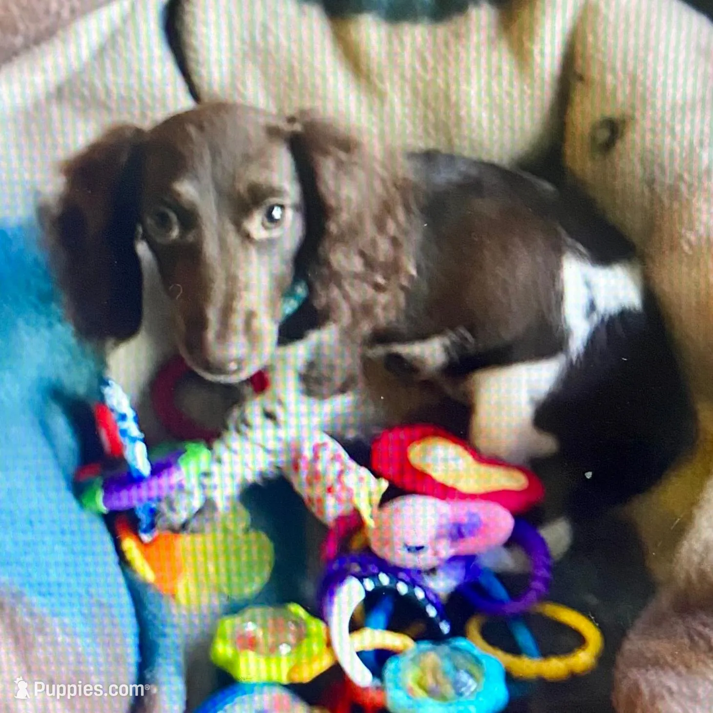 Charlie, a male Miniature Dachshund for sale in London, AR – Photo 4 of 5