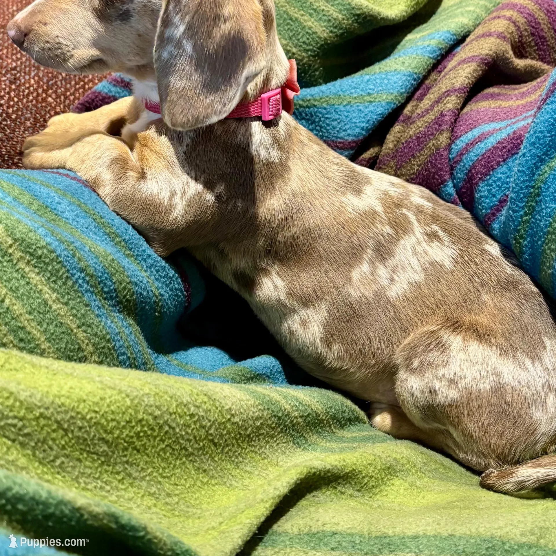 Charlie, a male Miniature Dachshund for sale in London, AR – Photo 5 of 5