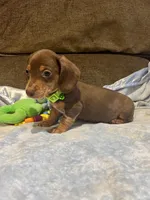 Charlie, a male Miniature Dachshund for sale in London, AR – Photo 3 of 5