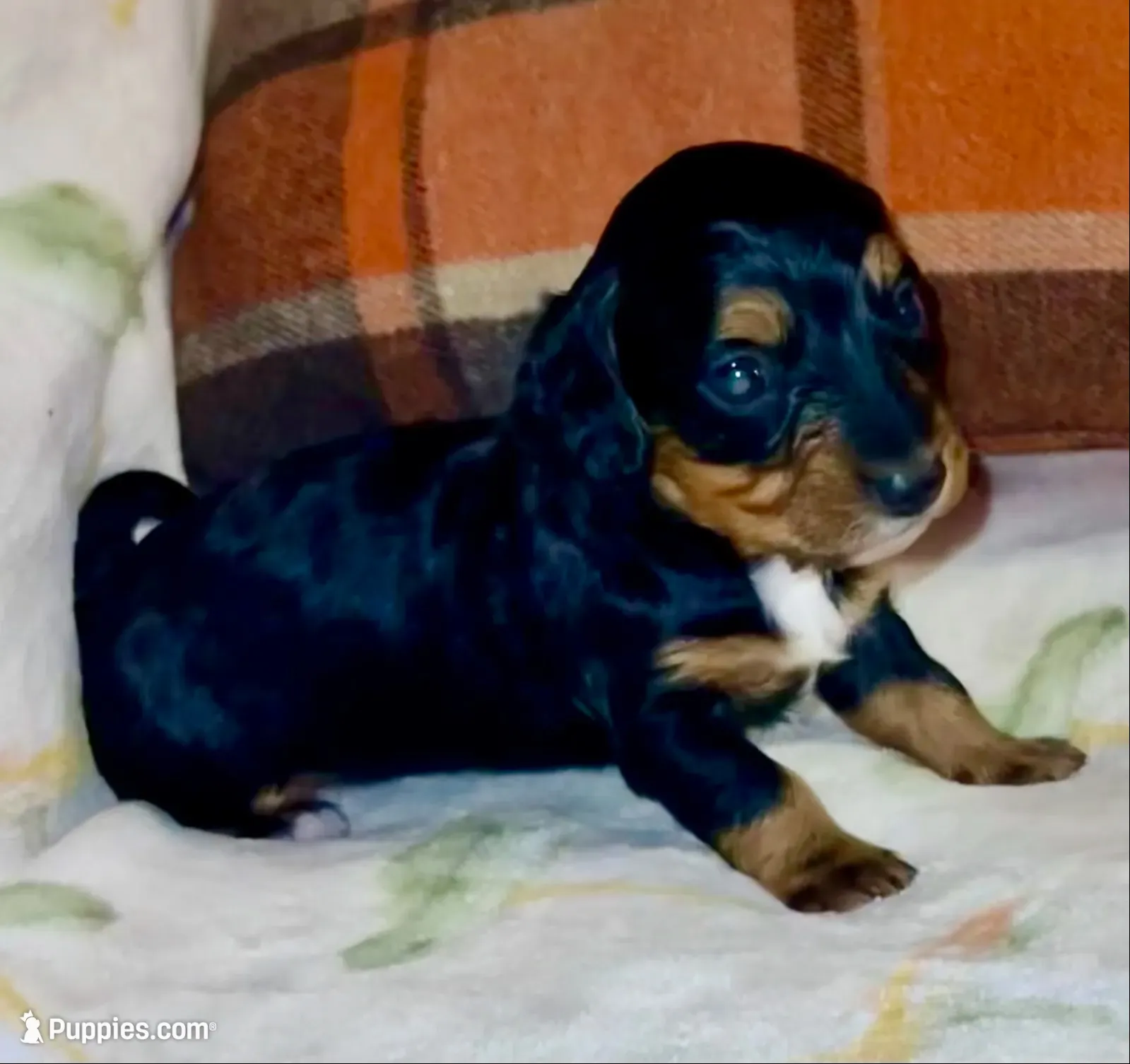 Cash, a male Miniature Dachshund for sale in London, AR – 2 of 4
