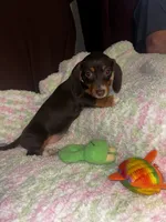 Brownie, a female Miniature Dachshund for sale in London, AR – 1 of 5