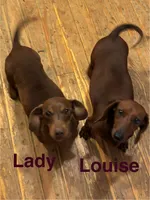 Lady, a female Miniature Dachshund for sale in London, AR – Photo 3 of 3