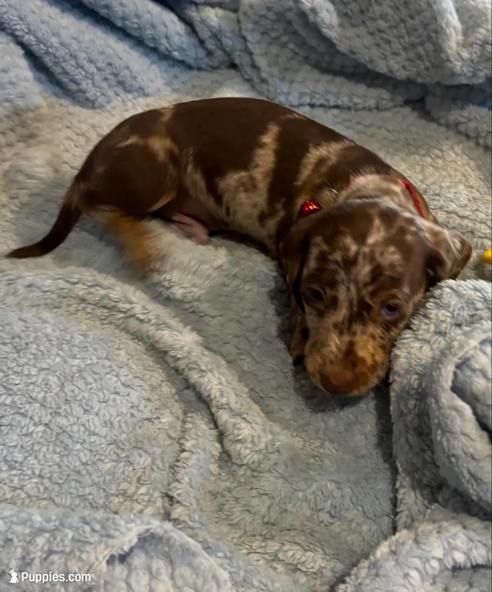 Sebastian Blue Eye, a male Miniature Dachshund for sale in London, AR – 2 of 5