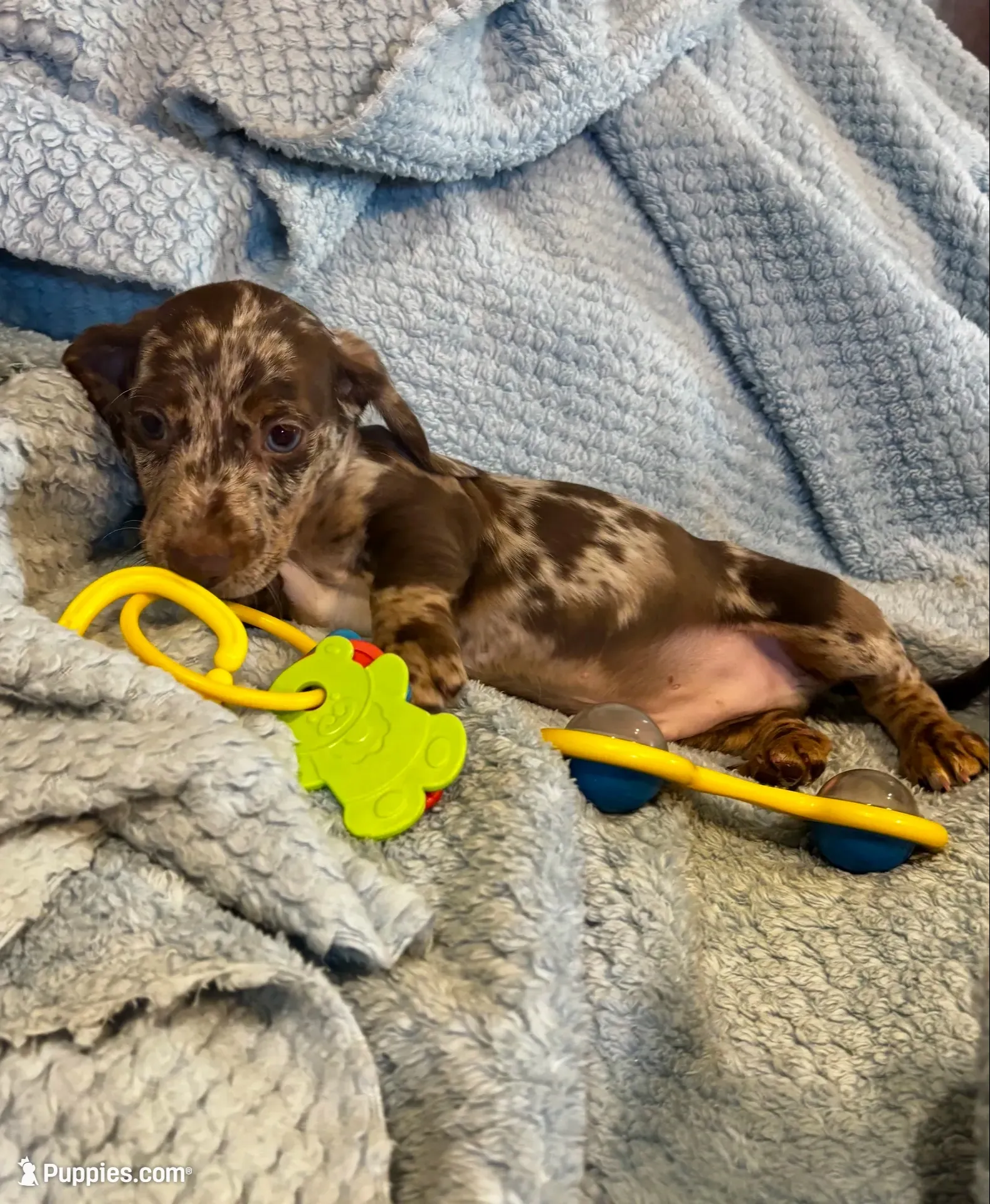 Sebastian Blue Eye, a male Miniature Dachshund for sale in London, AR – 1 of 5