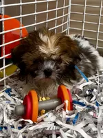 Pugsley, a male Shih Tzu for sale in London, AR – 3 of 3