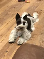 Pearl, a female Miniature Schnauzer for sale in London, AR – 5 of 5