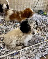 Marina, a male Maltipoo for sale in London, AR – 3 of 4