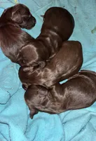 Little Lady, a female Miniature Dachshund for sale in London, AR – Photo 3 of 3