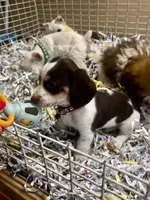  Charlie, a male Miniature Dachshund for sale in London, AR – 3 of 5