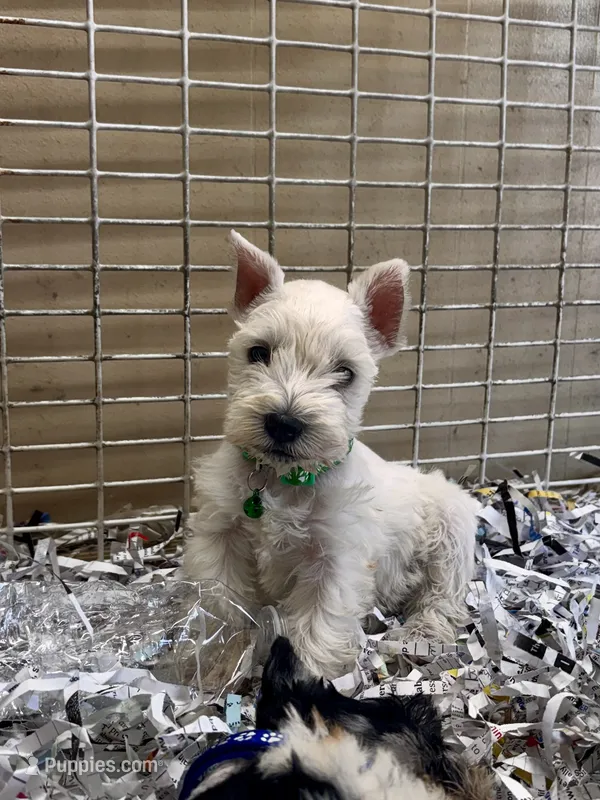 Casper – Miniature Schnauzer puppy for sale in London, AR