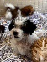 Marina, a male Maltipoo for sale in London, AR – 4 of 4