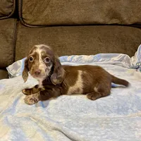 Laddie, a male Miniature Dachshund for sale in London, AR – Photo 3 of 5