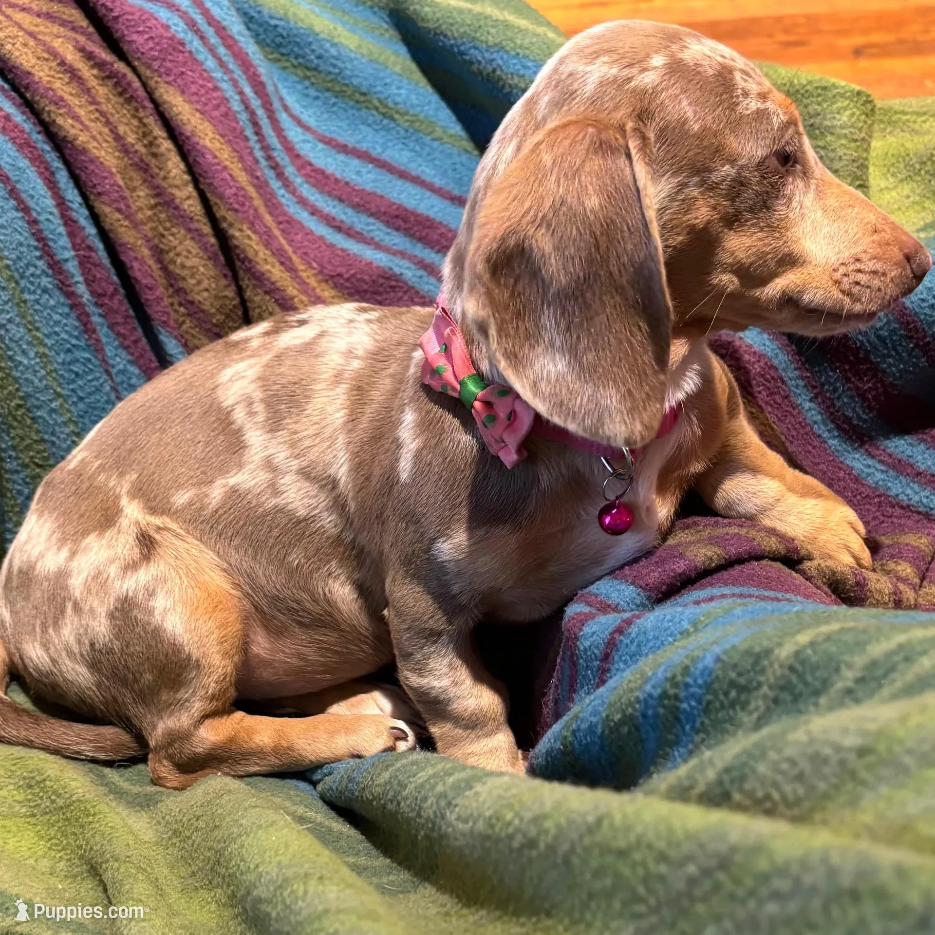 Laddie, a male Miniature Dachshund for sale in London, AR – Photo 5 of 5