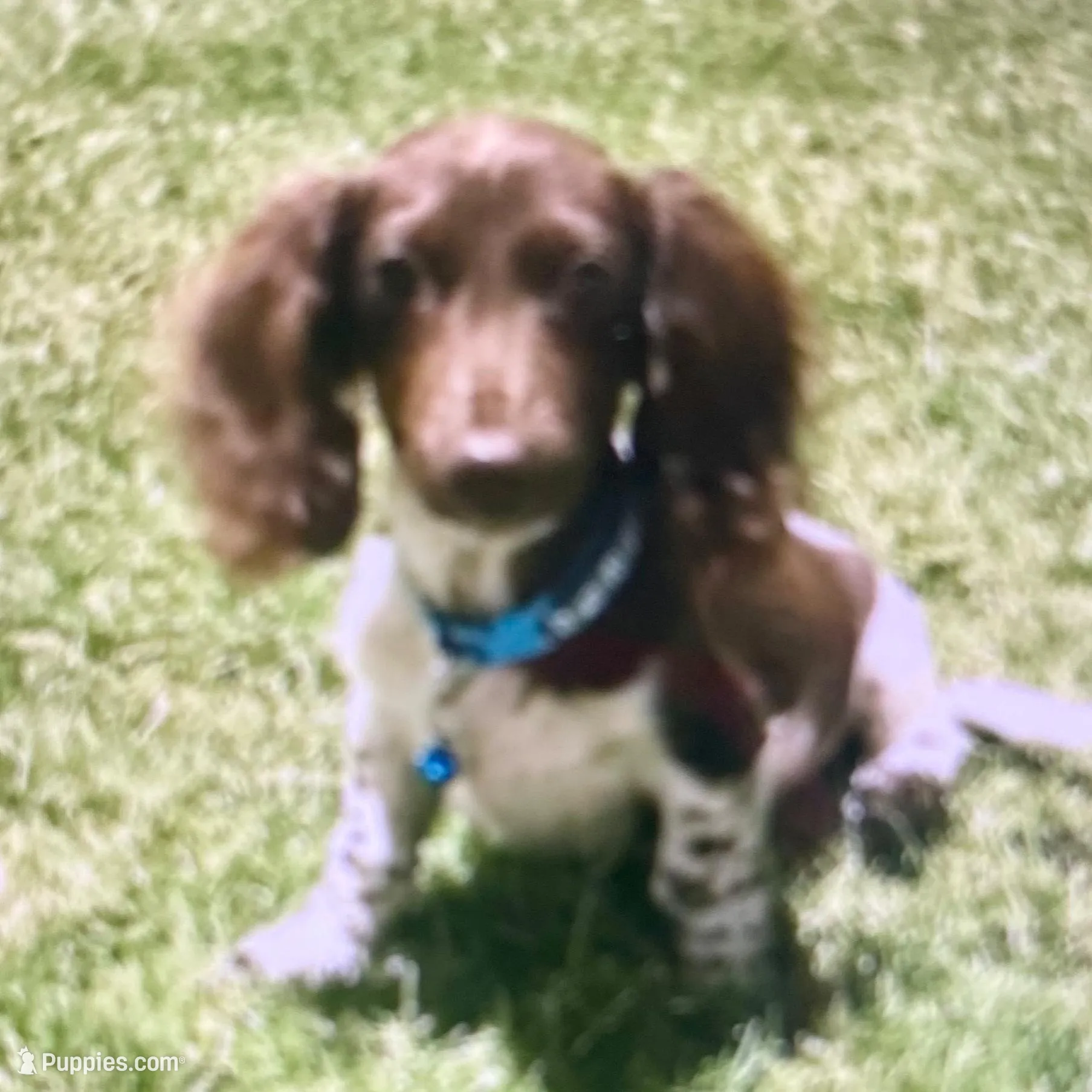 Laddie, a male Miniature Dachshund for sale in London, AR – Photo 4 of 5