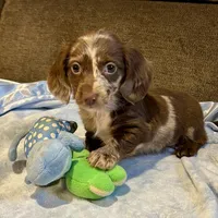 Laddie, a male Miniature Dachshund for sale in London, AR – Photo 1 of 5